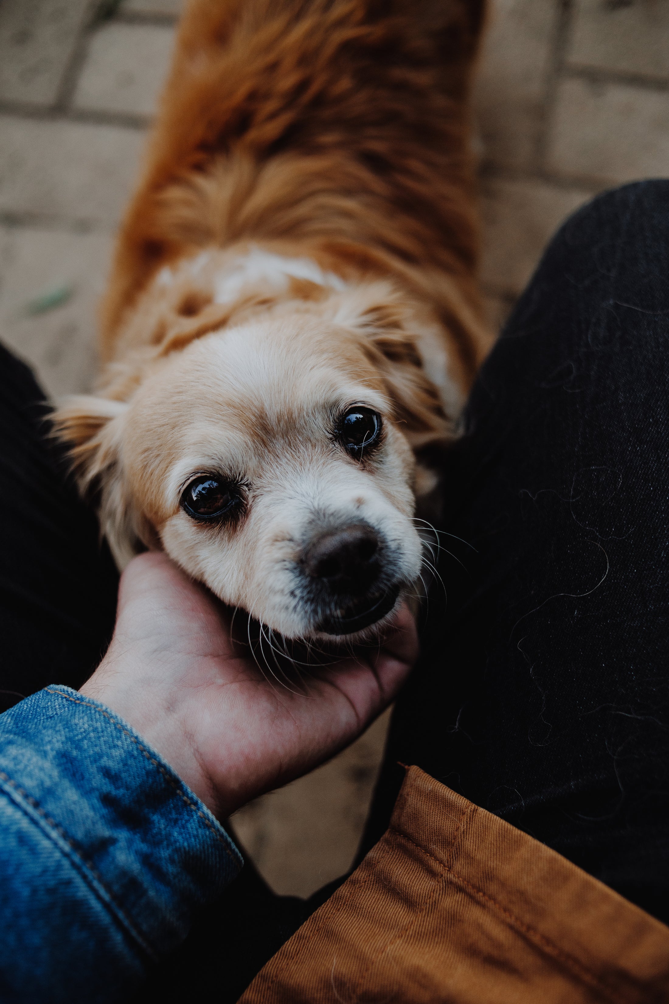 Lavender + Chamomile Calm : PURE ORGANIC ESSENTIAL OILS— Dog-Friendly SOY  Candle